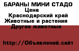 БАРАНЫ МИНИ СТАДО › Цена ­ 110 - Краснодарский край Животные и растения » Другие животные   